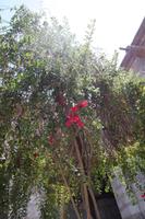 Cantu-Strauch, die peruanische Nationalblume