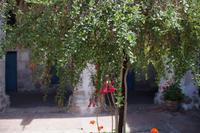 Cantu-Strauch, die peruanische Nationalblume