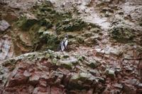 Humboldt-Pinguin, Ballestas-Inseln