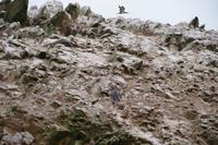 Alk (piquero) und Humboldt-Pinguin