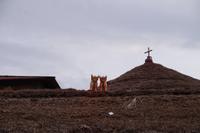 die Stiere sollen Glück bringen