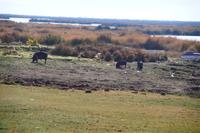 Schweine am Ufer des Titicaca-Sees