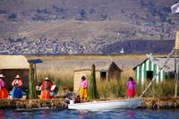 Frisch geschnittenes Schilf: Zierde oder zur Verwendung? 