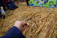 Struktur des Schilfs