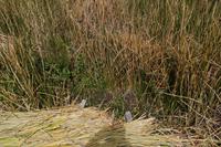 Kräutergarten auf der Schilfinsel