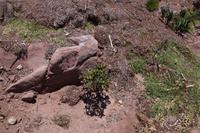 Wilde Kartoffel auf Taquile 