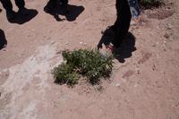 Wilde Kartoffel auf Taquile 