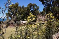 gelb blühende Cantuta