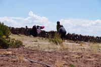 Ackerbau auf Taquile, mit Handpflug