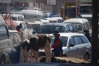 Juliaca: Kälber auf der Straßenkreuzung 