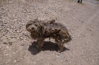 Verfilzter Hund am La Raya-Pass