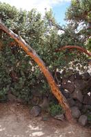 Q'euña (Polylepsis)