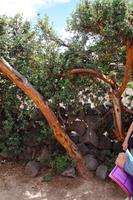 Q'euña (Polylepsis)