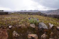 Es blüht auf Sacsayhuamán