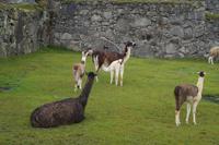 Lamas Machu Picchu