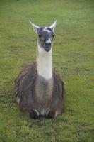 Lama Machu Picchu