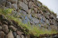Blühendes Machu Picchu