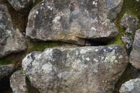 Schwalbe in ihrem Nest, Machu Picchu