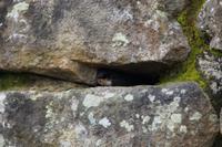 Schwalbe in ihrem Nest, Machu Picchu