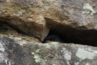 Schwalbe in ihrem Nest, Machu Picchu