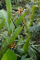 Eine Art Strelitzien  