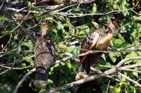Hoatzins am Lago Sandavol - der Vögel hat keine Fressfeinde, weil er „stinkt“.
