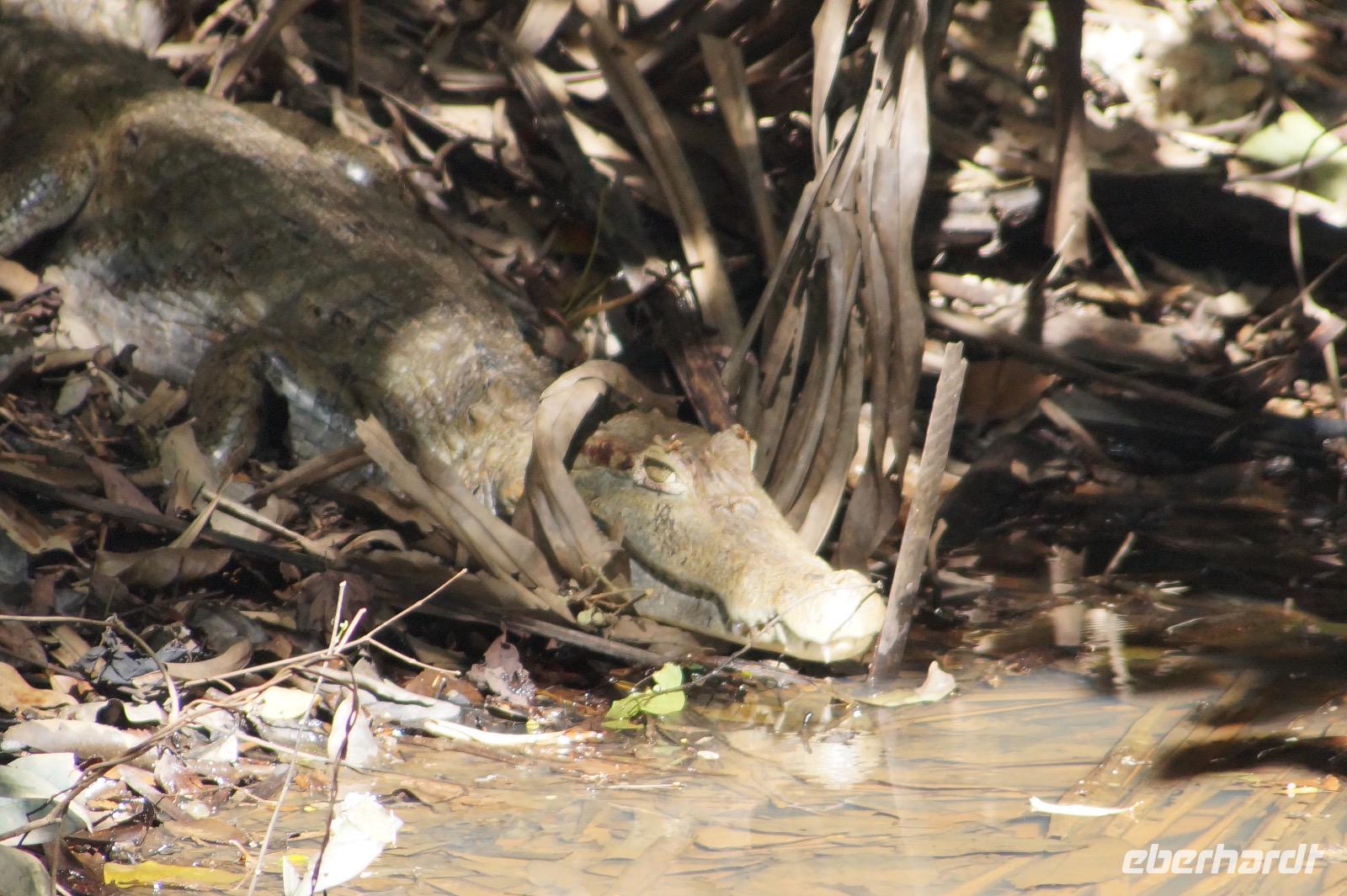 Caimán Blanco - Weißer Kaiman