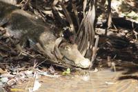 Caimán Blanco - Weißer Kaiman