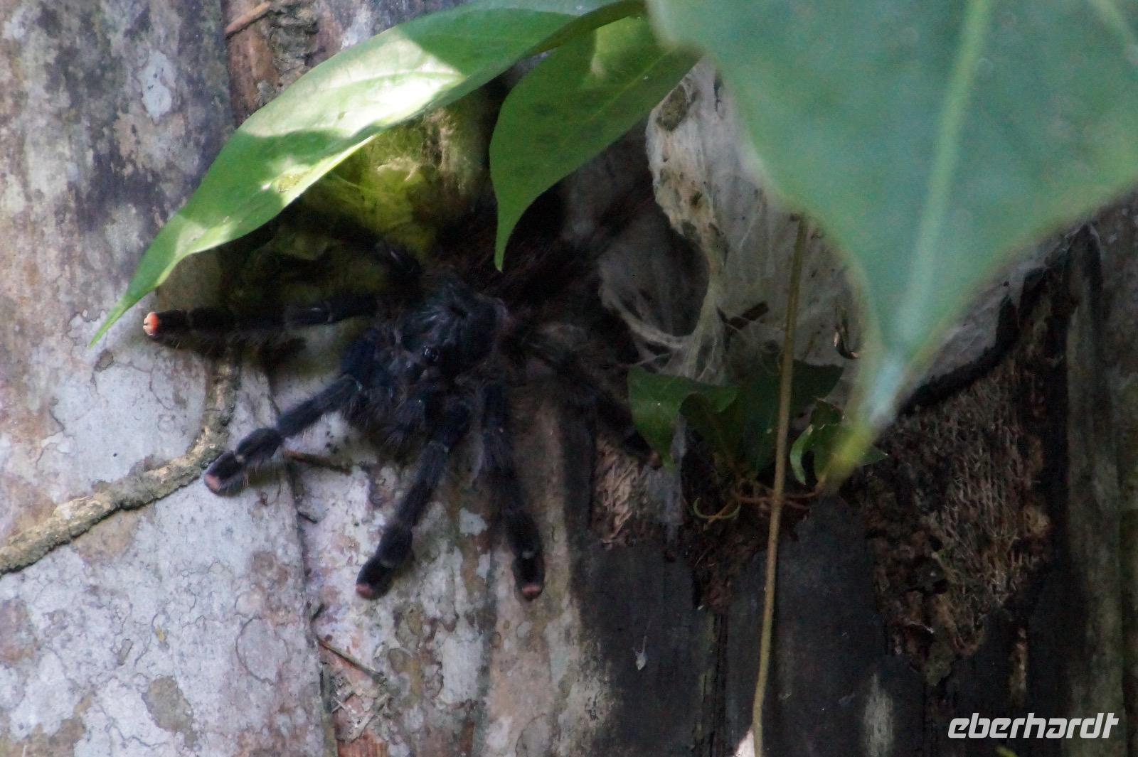 rosafüßige Tarantel