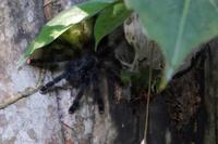 rosafüßige Tarantel