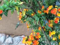 Kolibris zu fotografieren, ist nicht ganz einfach 