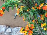 Kolibris zu fotografieren, ist nicht ganz einfach 