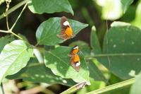 Schmetterlingshochzeit