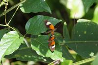 Schmetterlingshochzeit