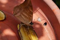 Der Schmetterling taucht seinen Rüssel tief in die Banane