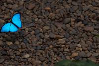 Mariposa - Schmetterlingi