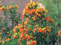 Suchbild mit Colibri