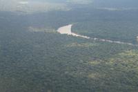 Regenwald, vereinzelt erkennt man Chakras