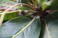 Schmetterling an verblühter Kakao?blüte