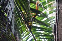 Brüllaffen, gut getarnt hinter Palmblättern