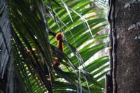 Der Schwanz wird als Kletterhilfe verwendet