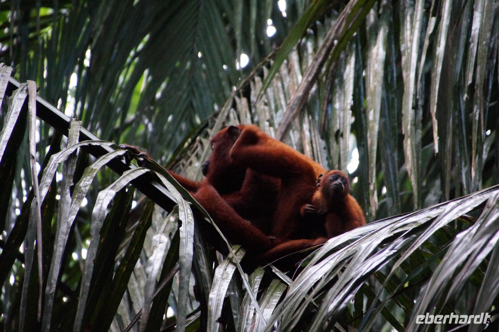 Brüllaffenmutter mit Kind