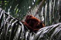 Brüllaffenmutter mit Kind