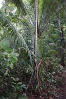 Der laufende Baum, eine Palmenart