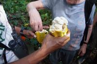 Wir naschen von den Kakaobohnen. Aber Achtung, nur lutschen, nicht den Kern zerbeißen! Der Geschmack? Zwischen Mango und Zitrone