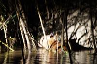 Wasserschwein (Capibara, Chigüire)