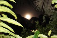 Der Mond im Regenwald