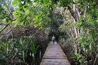 Auf dem Weg durch den Regenwald