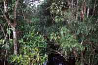 Blick in den Regenwald