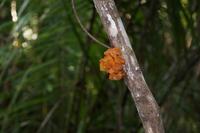 Ein Pilz der dem menschlichen Ohr ähnlich sieht und daher „Ohrenpilz“ heißt. Essbar.